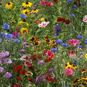 Wildflower Seeds