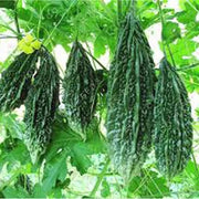 Gourd Bitter Melon Seeds