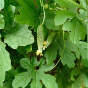 Bitter Melon Seeds - All In One For Home Gardens