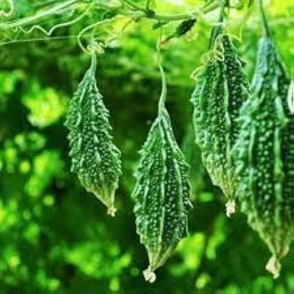 Gourd Bitter Melon Seeds