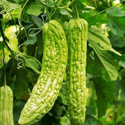 Smooth Bitter Melon Seeds