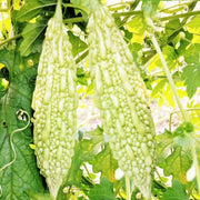 Smooth Bitter Melon Seeds