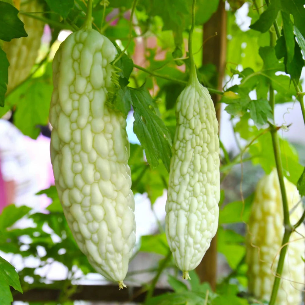 White Bitter Melon Seeds