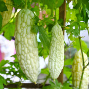 White Bitter Melon Seeds