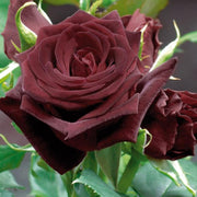 Marron Rose Seeds