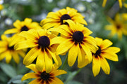 Bright Yellow Black-Eyed Susan Seeds