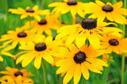 Bright Yellow Black-Eyed Susan Seeds