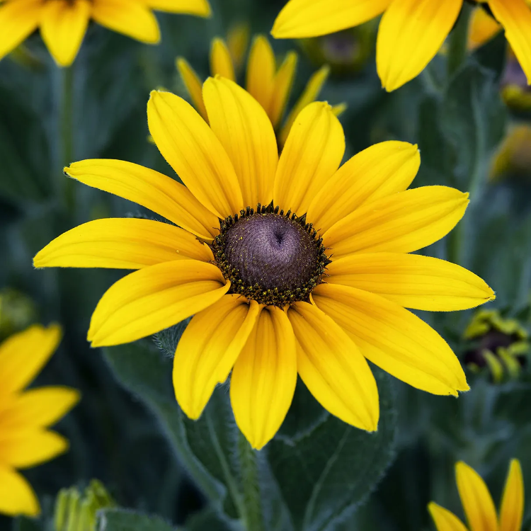 Bright Yellow Black-Eyed Susan Seeds