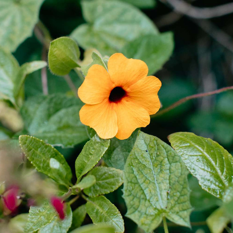Thunbergia Black-Eyed Susan Vine Seeds