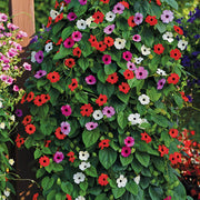 Black Seeds, Thunbergia alata