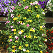 Black Seeds, Thunbergia alata