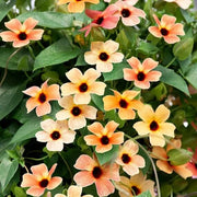 Black Seeds, Thunbergia alata