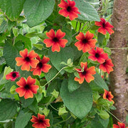 Black Seeds, Thunbergia alata