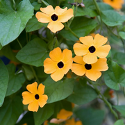 Thunbergia Black-Eyed Susan Vine Seeds