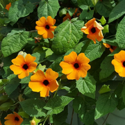 Thunbergia Black-Eyed Susan Vine Seeds