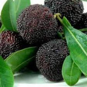 Black Seeds, Morella rubra