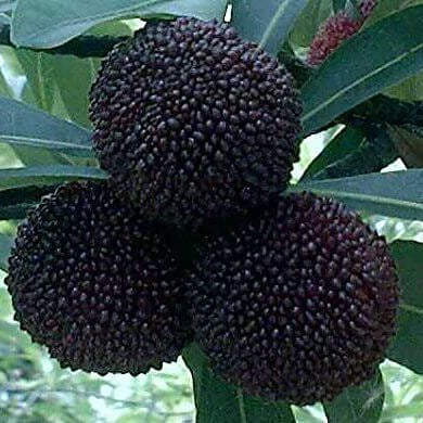 Black Seeds, Morella rubra