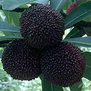Black Seeds, Morella rubra