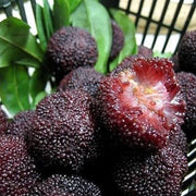 Black Seeds, Morella rubra
