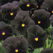 Black Azalea Seeds - Flower Plant