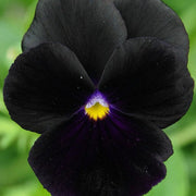 Black Azalea Seeds - Flower Plant