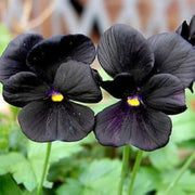 Black Azalea Seeds - Flower Plant