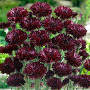Bachelor Button Seeds – Centaurea cyanus