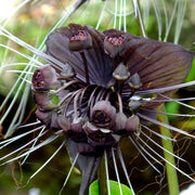 Rare Ornamental Black Bat Seeds