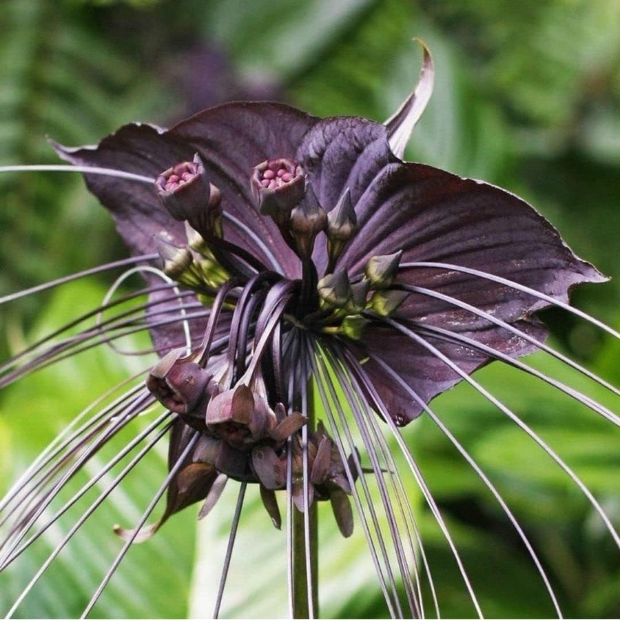 Rare Ornamental Black Bat Seeds