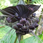 Rare Ornamental Black Bat Seeds