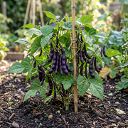 Bean Seeds – Phaseolus vulgaris