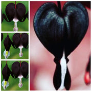 Perennial Black Bleeding Heart Seeds, Herbal