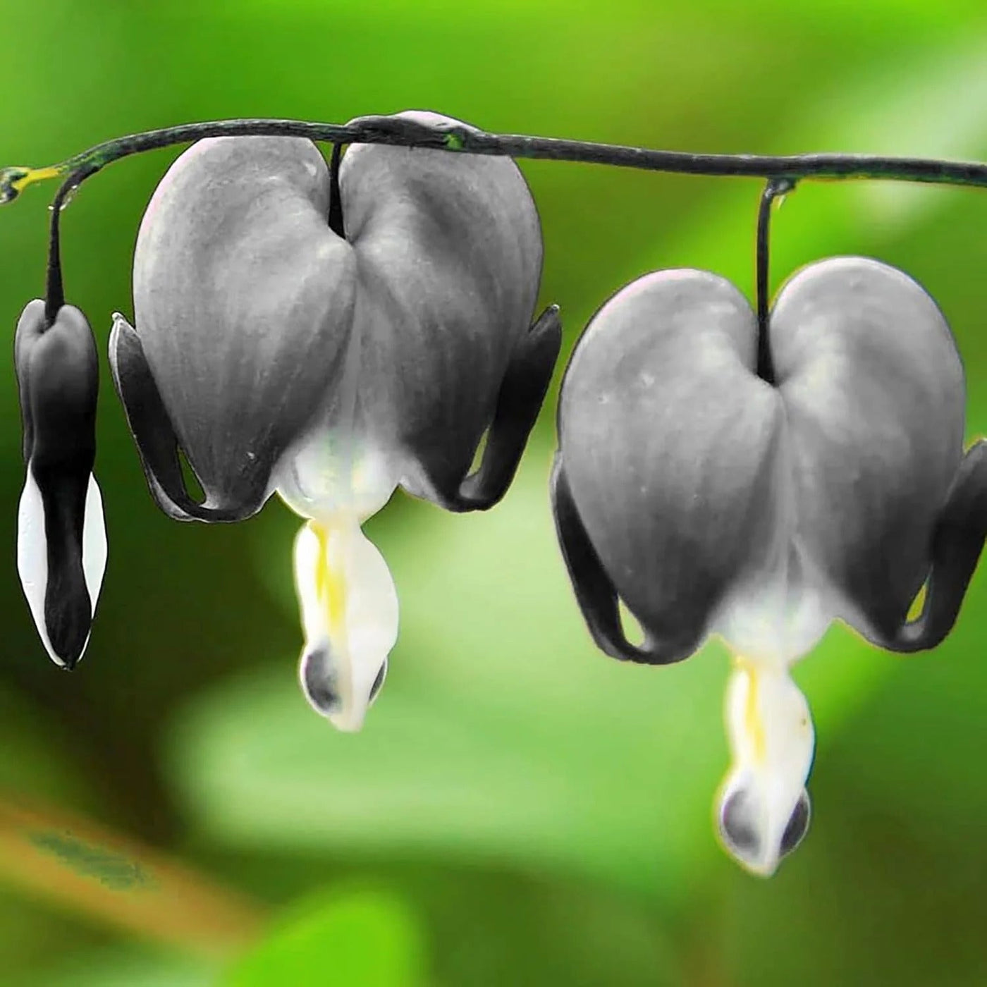 Perennial Black Bleeding Heart Seeds, Herbal