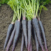 Black Carrot Seeds