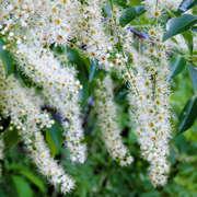 Perennial Blooms Black Cherry Seeds
