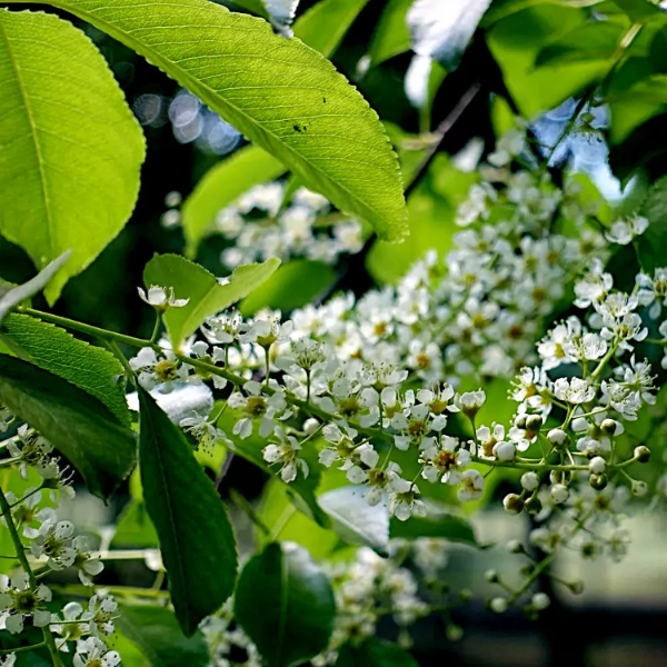 Perennial Blooms Black Cherry Seeds