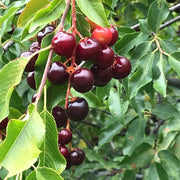 Prunus Serotina Black Cherry Seeds, Herbal