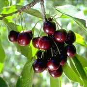 Prunus Serotina Black Cherry Seeds, Herbal
