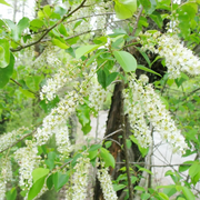Perennial Blooms Black Cherry Seeds