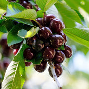 Prunus Serotina Black Cherry Seeds, Herbal