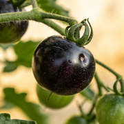 Tomato Seeds – Solanum lycopersicum