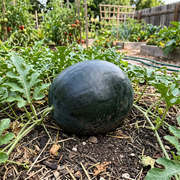 Watermelon Seeds – Citrullus lanatus