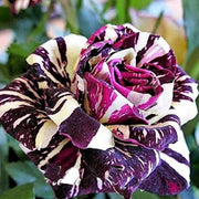 Rare Black Dragon Rose Seeds