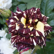 Rare Black Dragon Rose Seeds