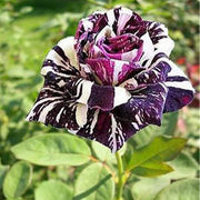 Rare Black Dragon Rose Seeds