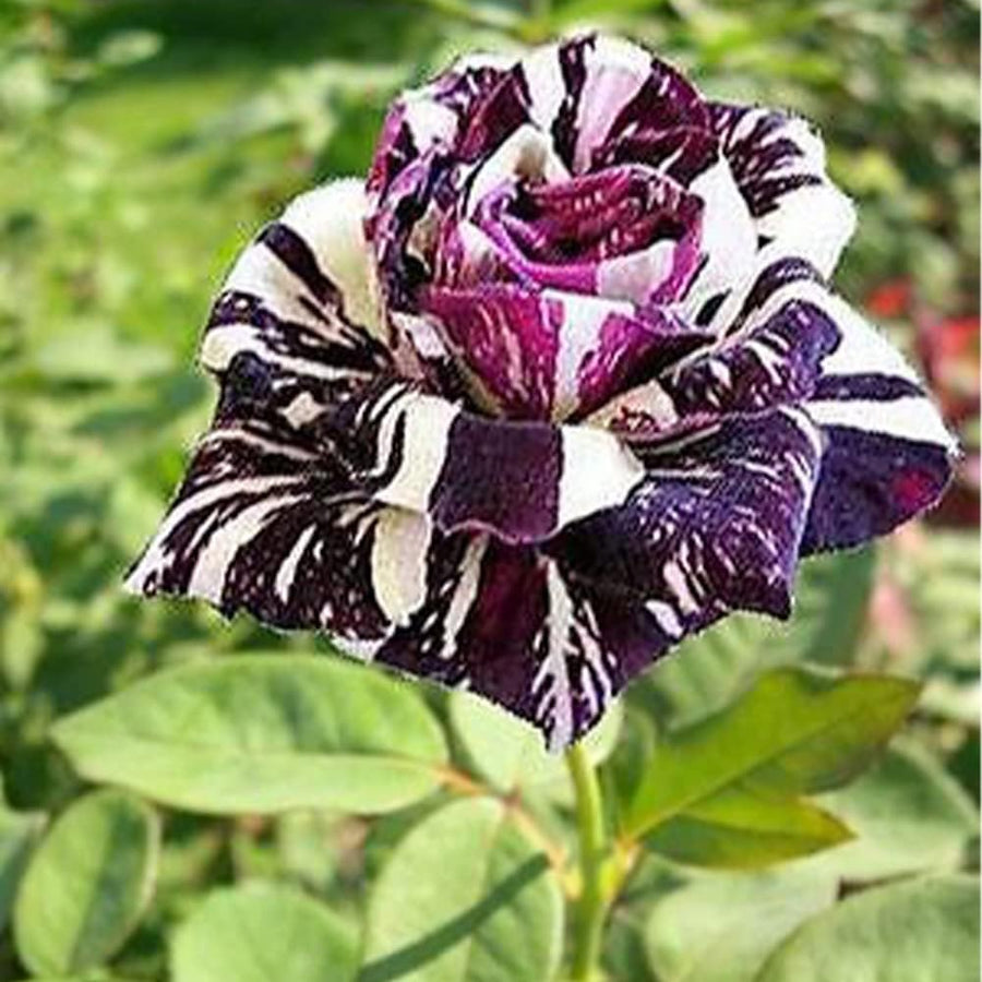 Rare Black Dragon Rose Seeds