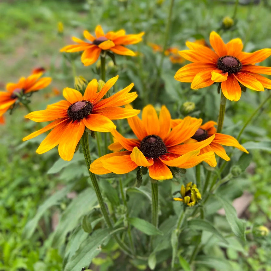 Black Eyed Susan Seeds – Rudbeckia hirta