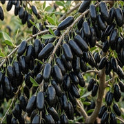 Goji Berry Seeds – Lycium barbarum