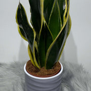 Black Gold Snake - Housing Seeds