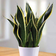 Black Gold Snake - Housing Seeds